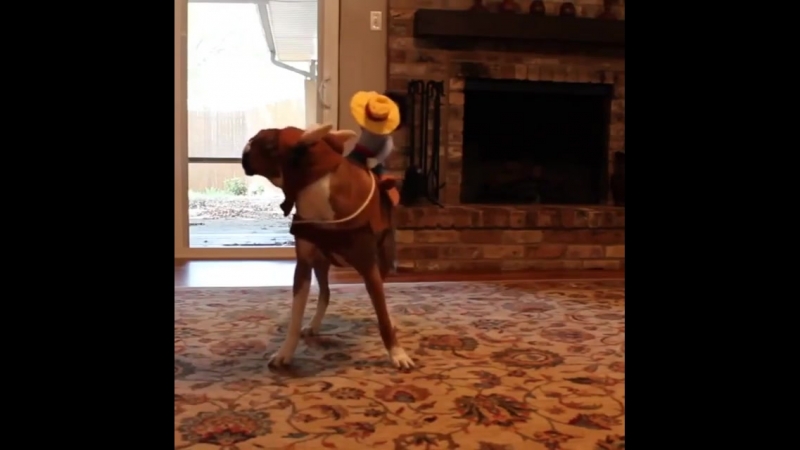 Ковбойские забавы!