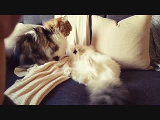 Munchkin cat fight! 😹