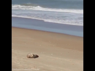 Тюлень загорает