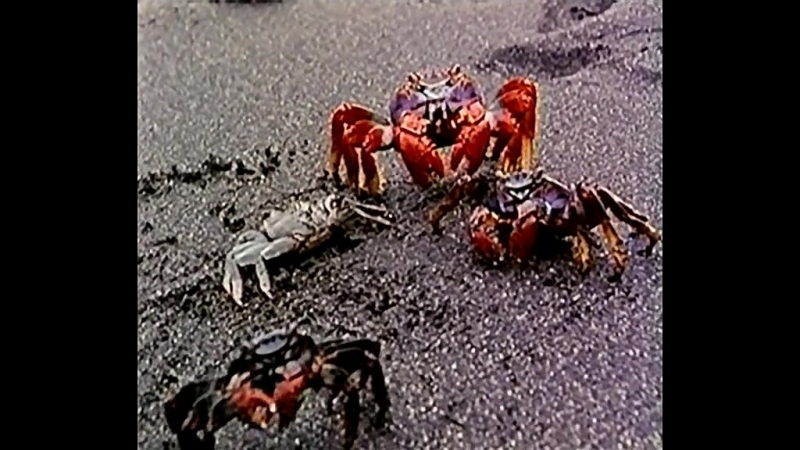 ◄animales racionales(1983)человекоживотные* герреро