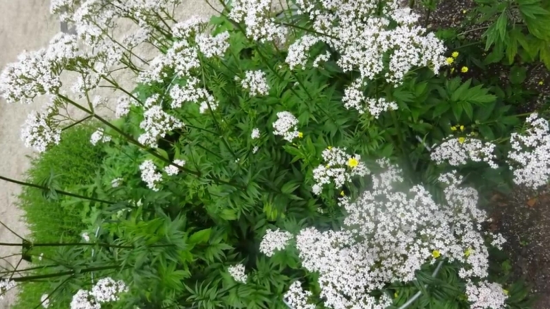 10 einheimische psychoaktive pflanzen und pilze, ihre wirkungen &amp; risiken