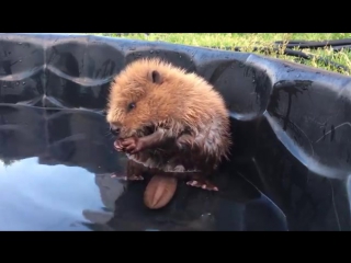 Детеныш бобра в бассейне