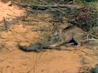 Молодая рыжая рысь избивает молодого миссисипского аллигатора