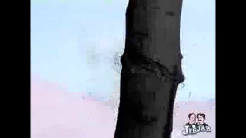 Покупайте искусственные ёлки