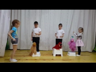 Дрессированные собачки