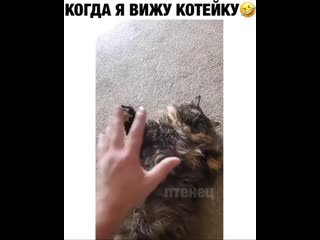 Кот забалдел 😆