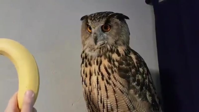 Филин ёль и банан banana &amp; eagle owl yoll