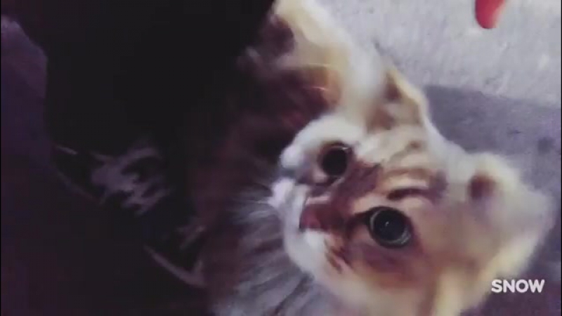 [ig] 170410 seongday집가는길에 만난 #냐옹이 #연습끝