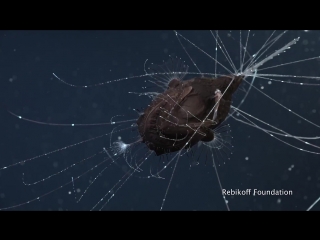 First footage of deep sea anglerfish pair