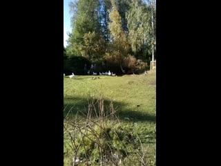 Vid 20200919 110227 mp4