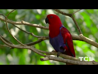 Hdr demo 60fps wildlife video for 4k oled tv