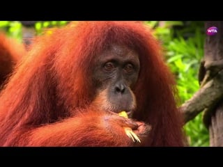 Elina svitolina goes to singapore porn / tennis insight