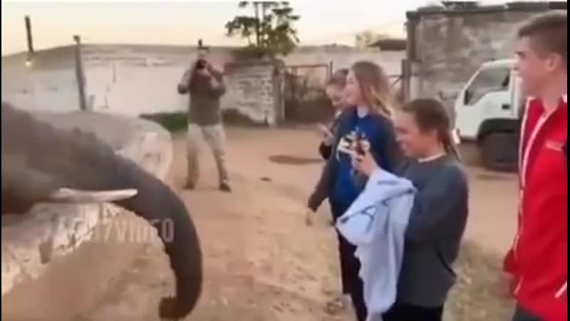 Вписка вписались в зоопарке, камеру вырубай нах, слоники, прилетело, не ходите молодые в африку гулять