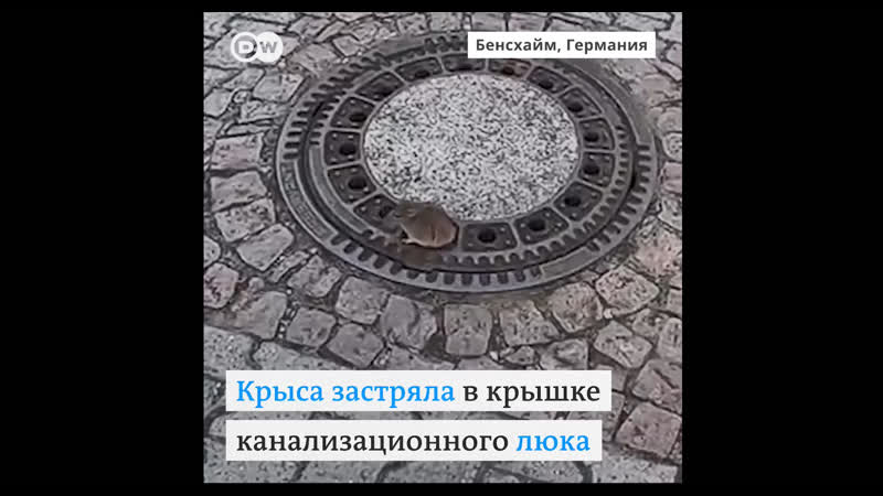 Как немецкие пожарные спасали крысу