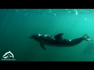 Serene sea | sea of voices, pt 2 bottlenose dolphins