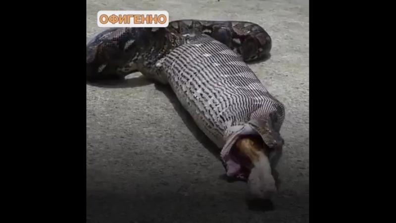 Удав проглотил кота