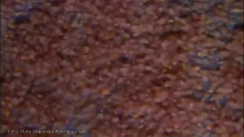 Как выглядит наш матрас под микроскопом