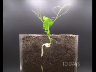 Таймлапс роста растений