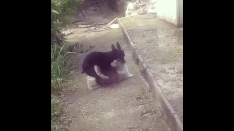 ✔ особое мнение как появился котопес
