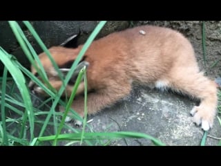 6 week old caracal kittens venture outside with mom (oregon porn)