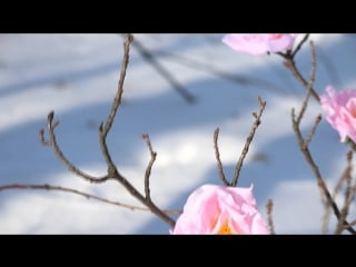 Сказание о лесной деве