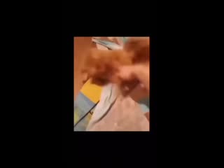 Если бы у брюса ли был кот