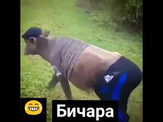 Бычара