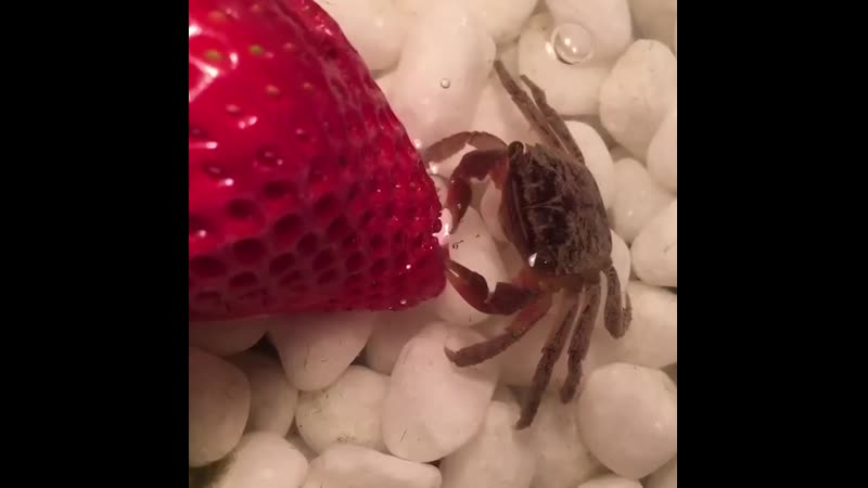 Крошка краб кушает клубнику!