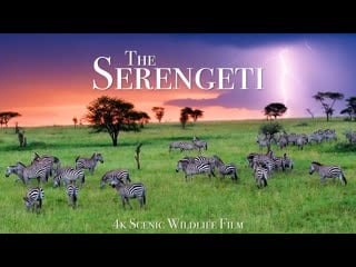 Серенгети the serengeti 4k scenic wildlife film with african music