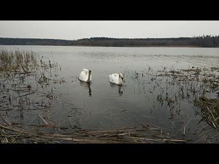 Video 20190407 172129 mp4