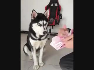 Ребят, где собаку купить чтоб так же умела? d