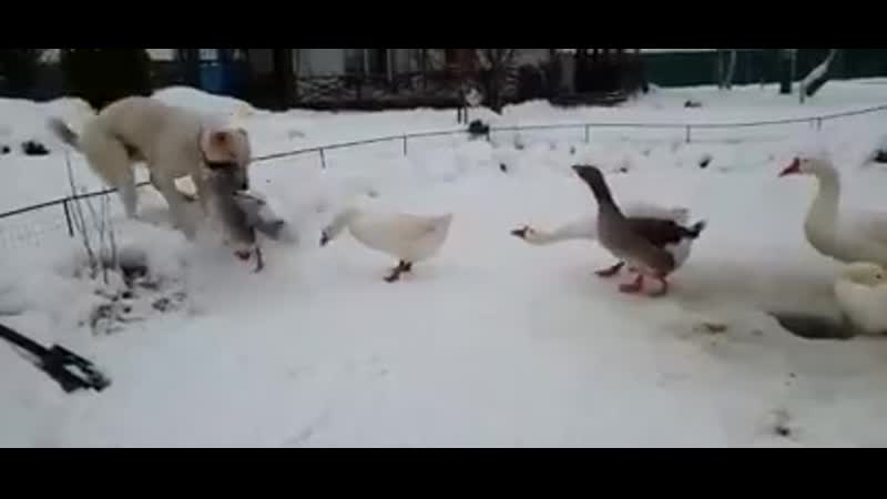 Туркмен кала угурлы и гуси