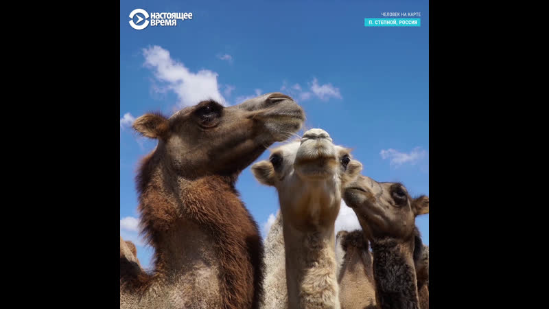 Как нефтяные деньги спасли верблюдов и село от вымирания