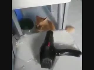 Не в ладах с феном (vhs video)