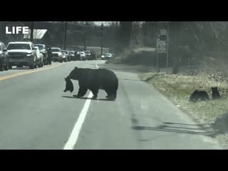 Водители уступили дорогу маме медведице с медвежатами