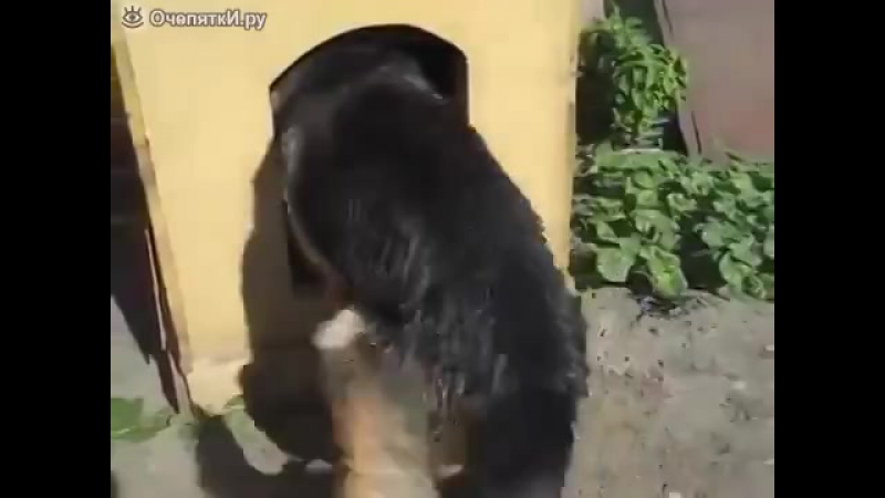 Никак не вытащит палку из будки
