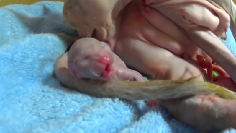 18+ как кошка сфинкс рожает кошка сфинкс и ее новорожденные