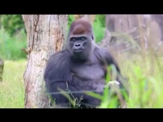 Bbc's gorilla gaffe over nicola sturgeon