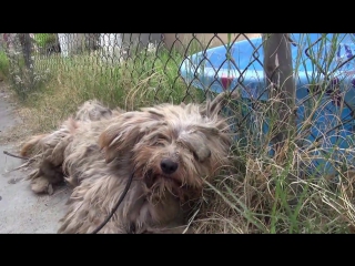 Hope for paws benji was homeless his whole life watch what happens next! pleas