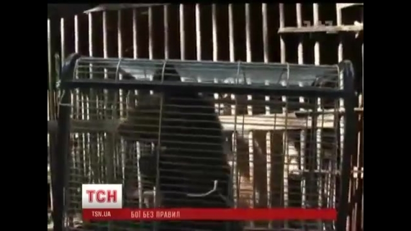 Українцям показали, як знущаються над ведмедями