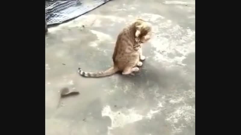 Психическая атака удиви противника!