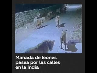 Manada de leones deambula por calles de una ciudad india