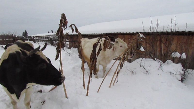 Вринда и рада гуляют