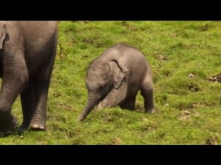 Секреты дикой индии 1 серия в царстве слонов