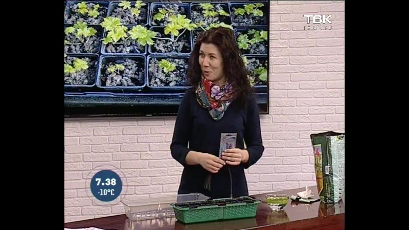 Советы ландшафтного дизайнеравыращиваем дельфиниум