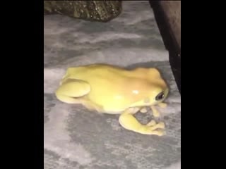 I think i just found my new favorite bodily