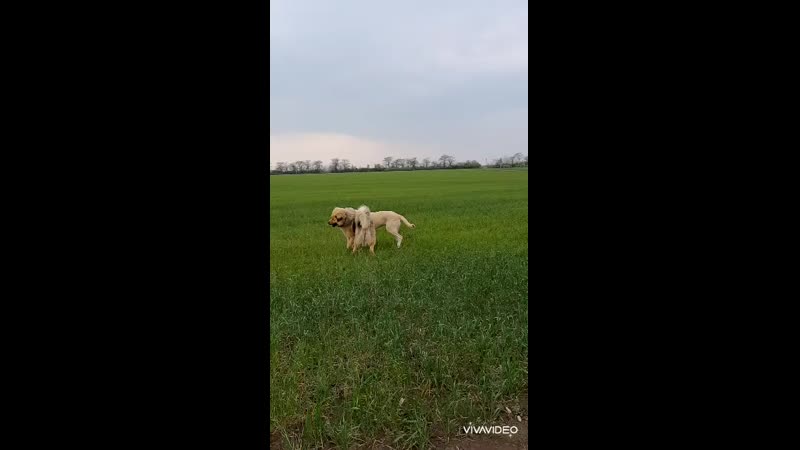 Когда две тётки выясняют кто красивее, приходит мужик и все согласны он самый самый