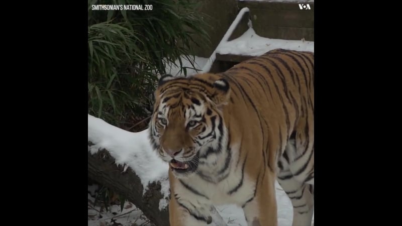 Амурский тигр по кличке павел стал резидентом смитсоновского зоопарка