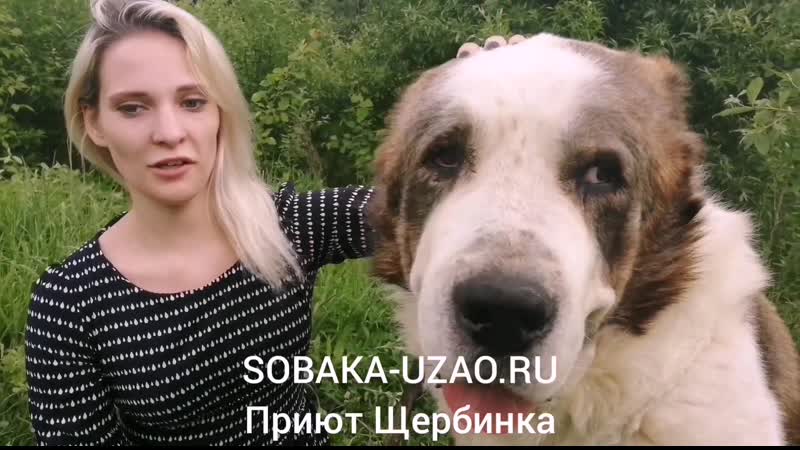 О волонтерстве и алабае алае приют щербинка