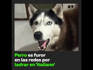 Perro husky con acento italiano causa sensación en redes